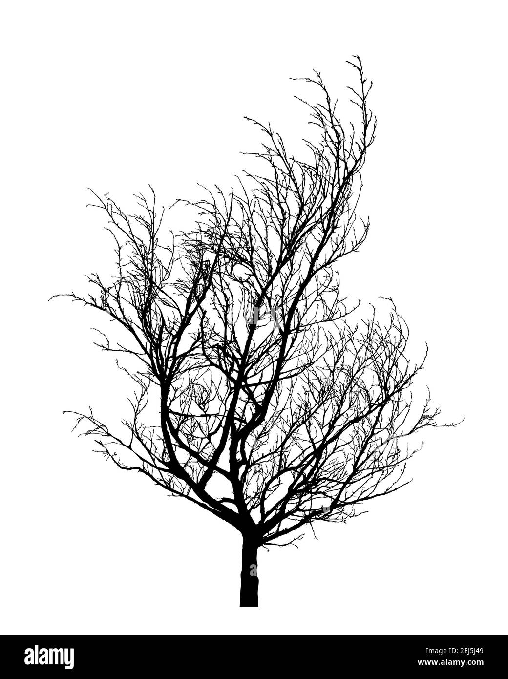 Silhouette dell'albero invernale. Elemento di disegno vettoriale isolato disegnato a mano su sfondo bianco. Illustrazione Vettoriale