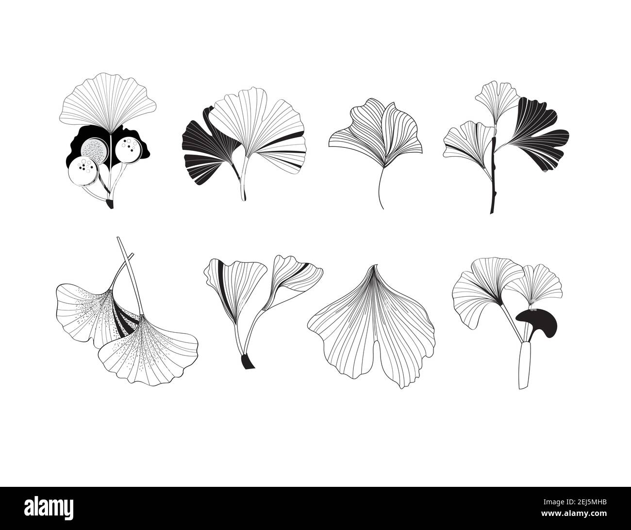 Una serie di illustrazioni delle icone delle piante di ginkgo su uno sfondo bianco. Esempio di un progetto per un sito web o un poster Illustrazione Vettoriale