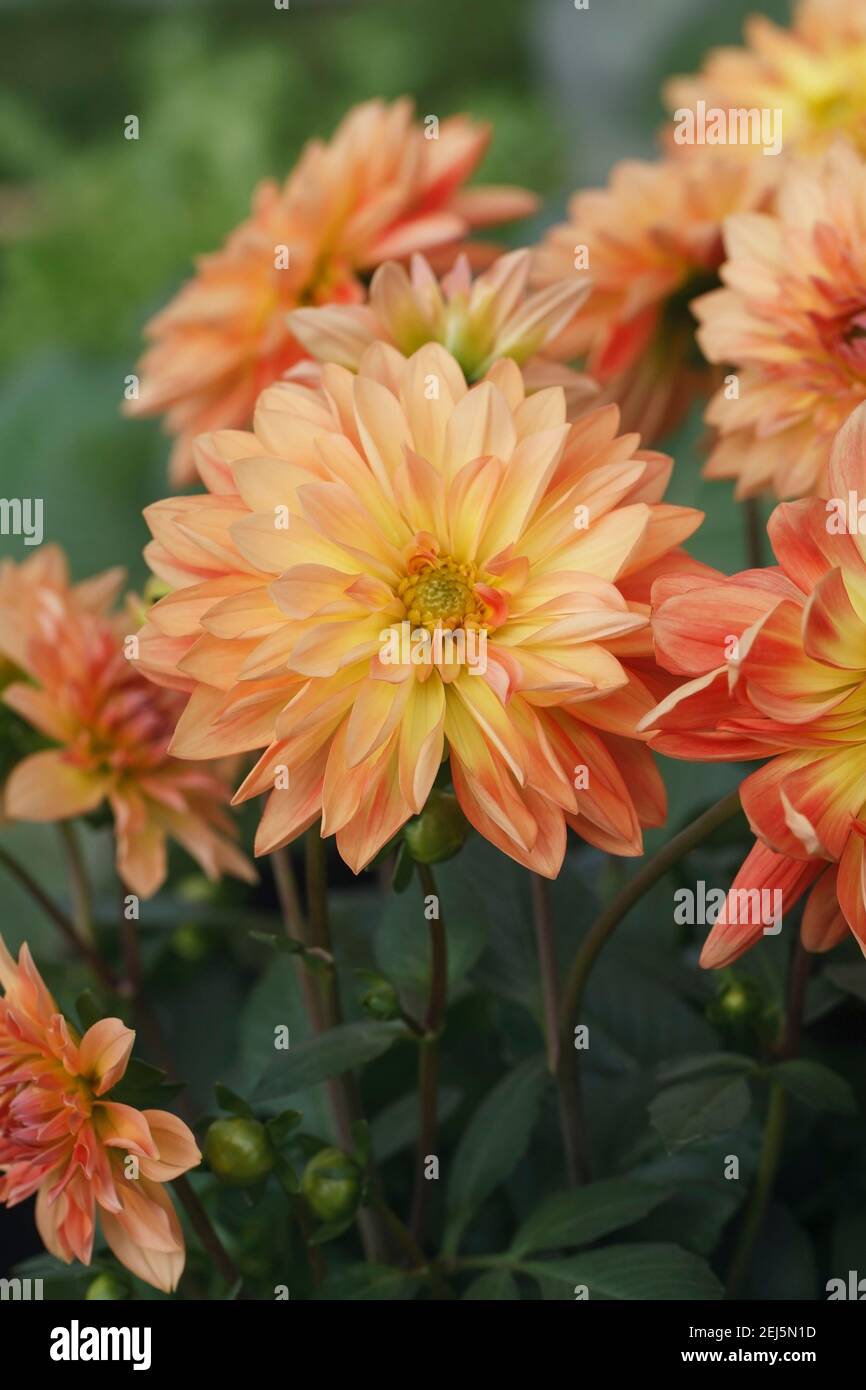 Arancio giallo Dahlia che cresce in un confine erbaceo. Foto Stock