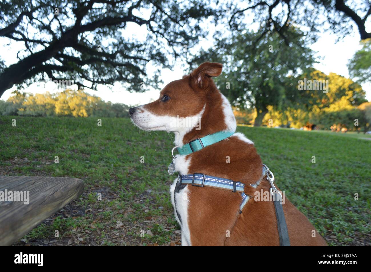 cane nel parco Foto Stock