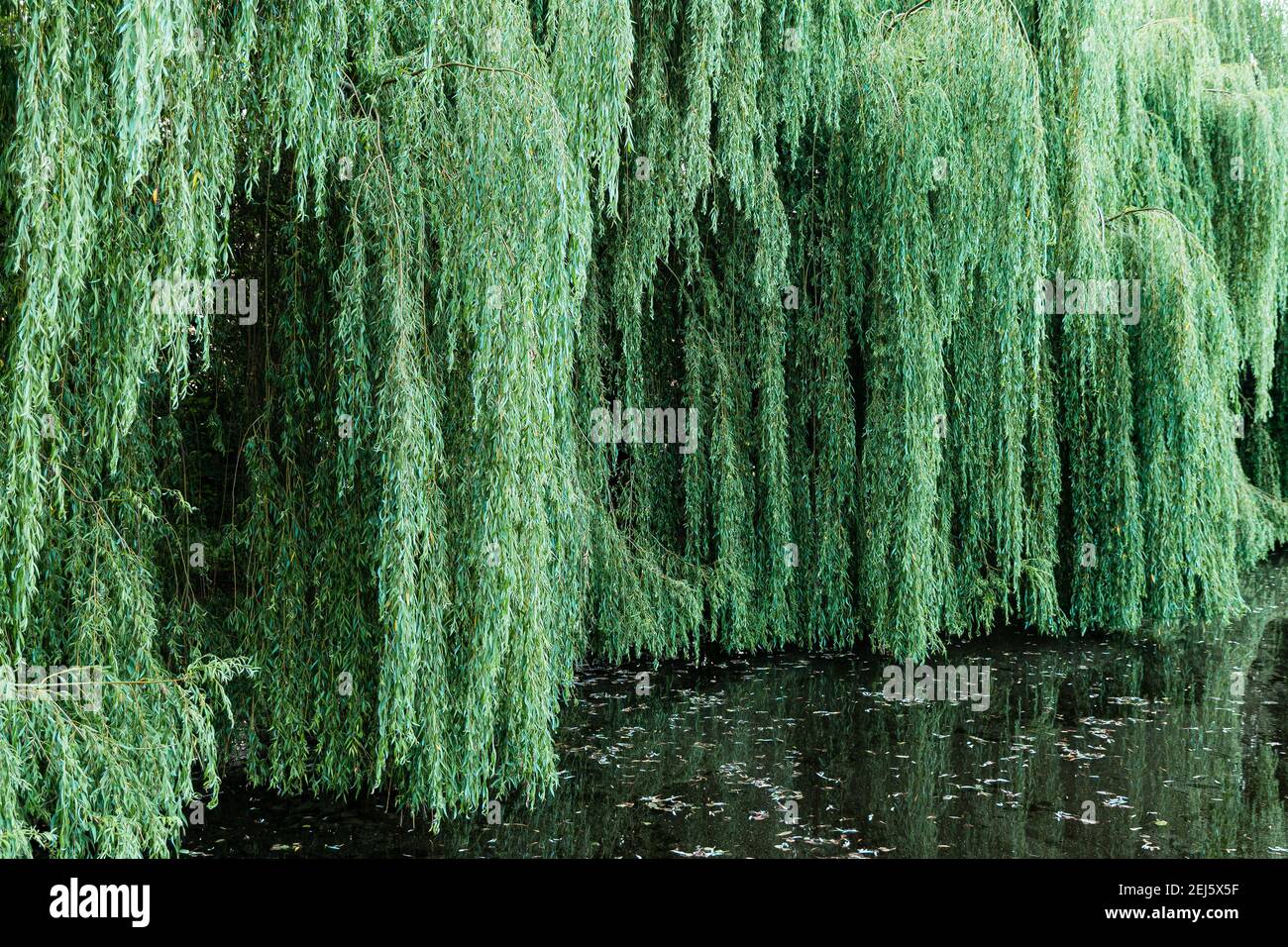 denso salice rami al lago Foto Stock