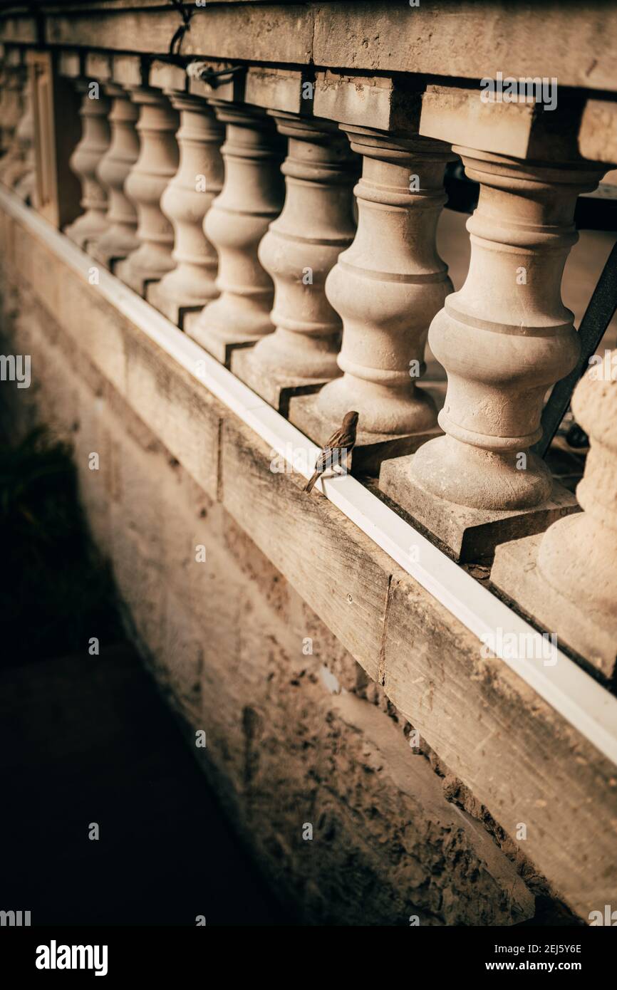 Piccolo uccello Foto Stock