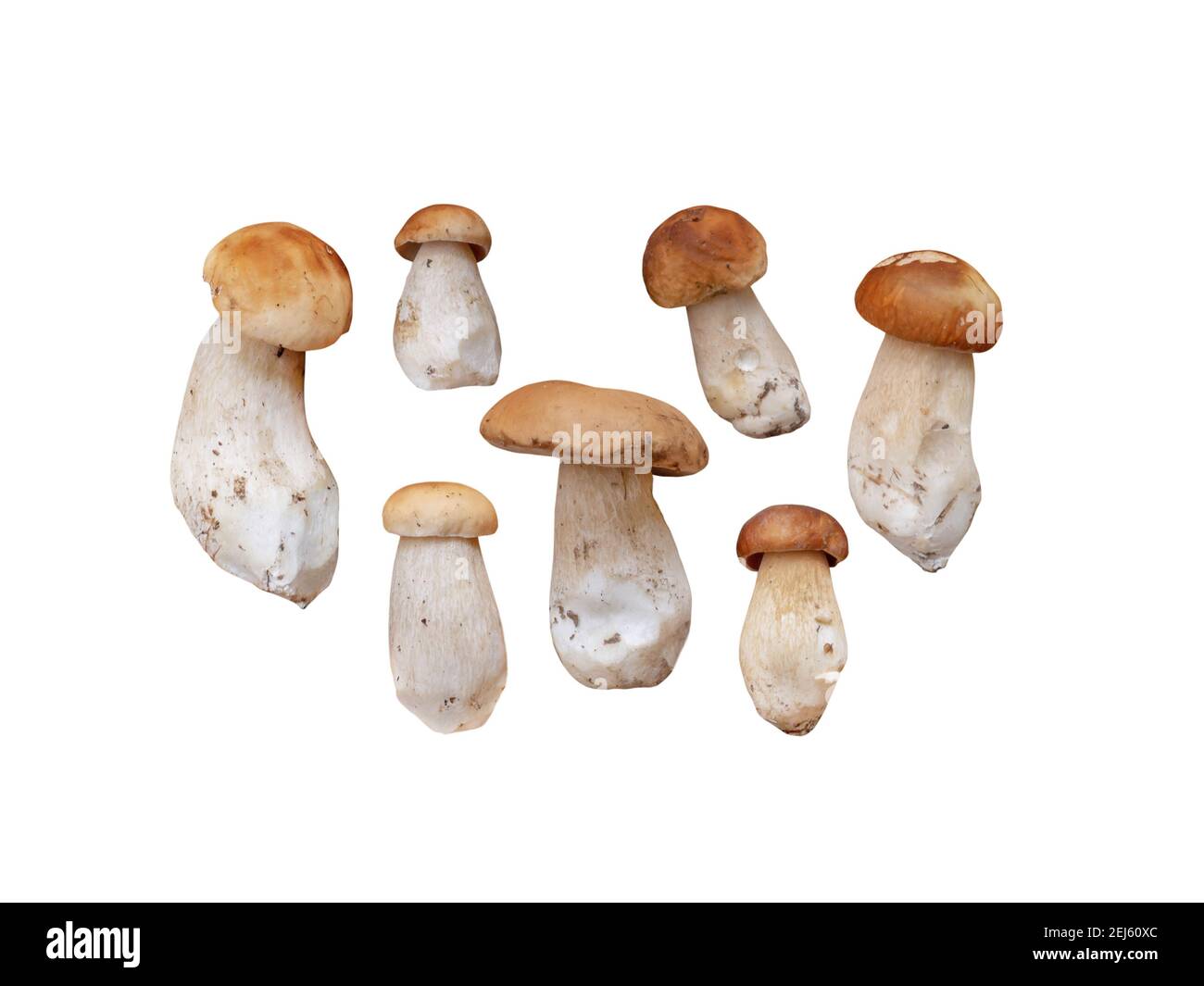 Boletus edulis è impostato su bianco isolato. Sette penny porcino o funghi porcino. Raccolto di foresta di autunno. Foto Stock