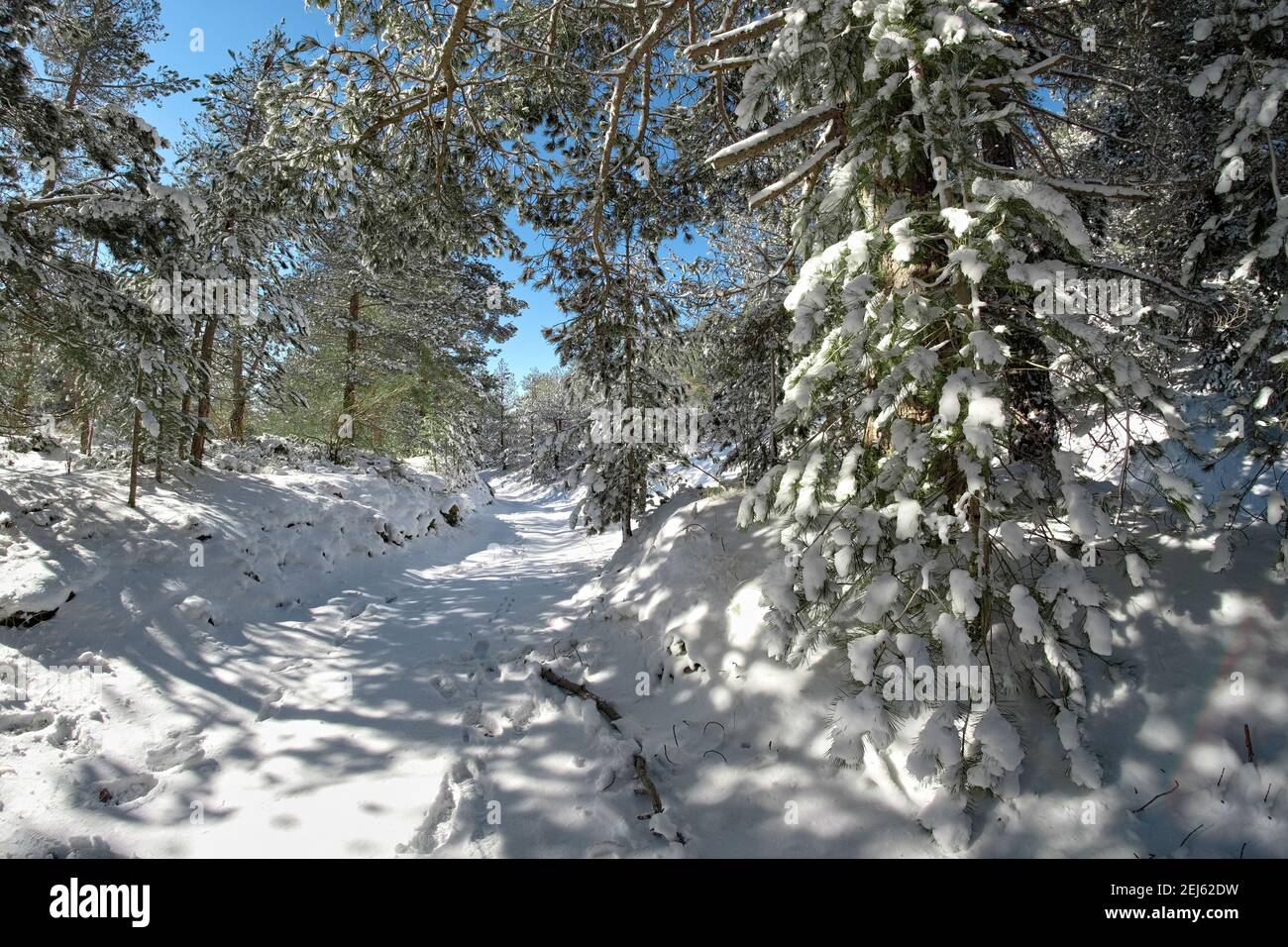 Sentiero innevato attraverso pinete invernali nel Parco dell'Etna, in Sicilia Foto Stock