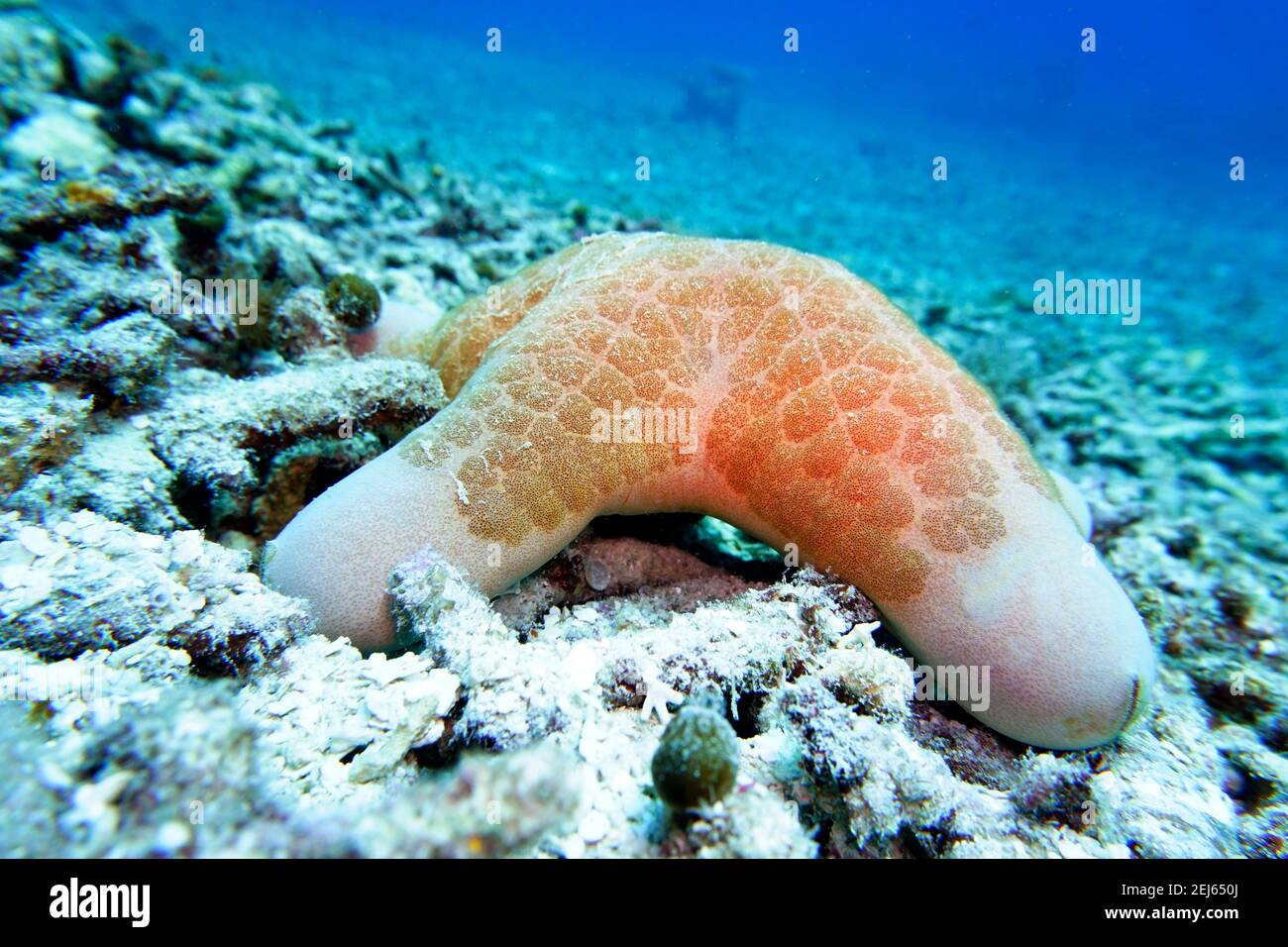 Walzenstern, Walzenseestern oder gekörnter Kissenstern - Choriaster granulatus, Nord-Molukken, Halmahera, Indonesien, Siko Foto Stock