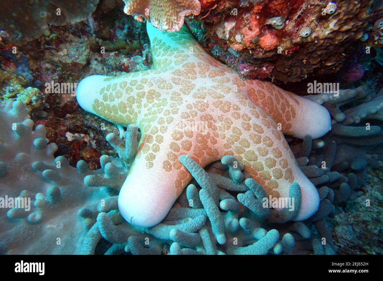 Walzenstern, Walzenseestern oder gekörnter Kissenstern - Choriaster granulatus, Nord-Molukken, Halmahera, Indonesien, Towali Foto Stock