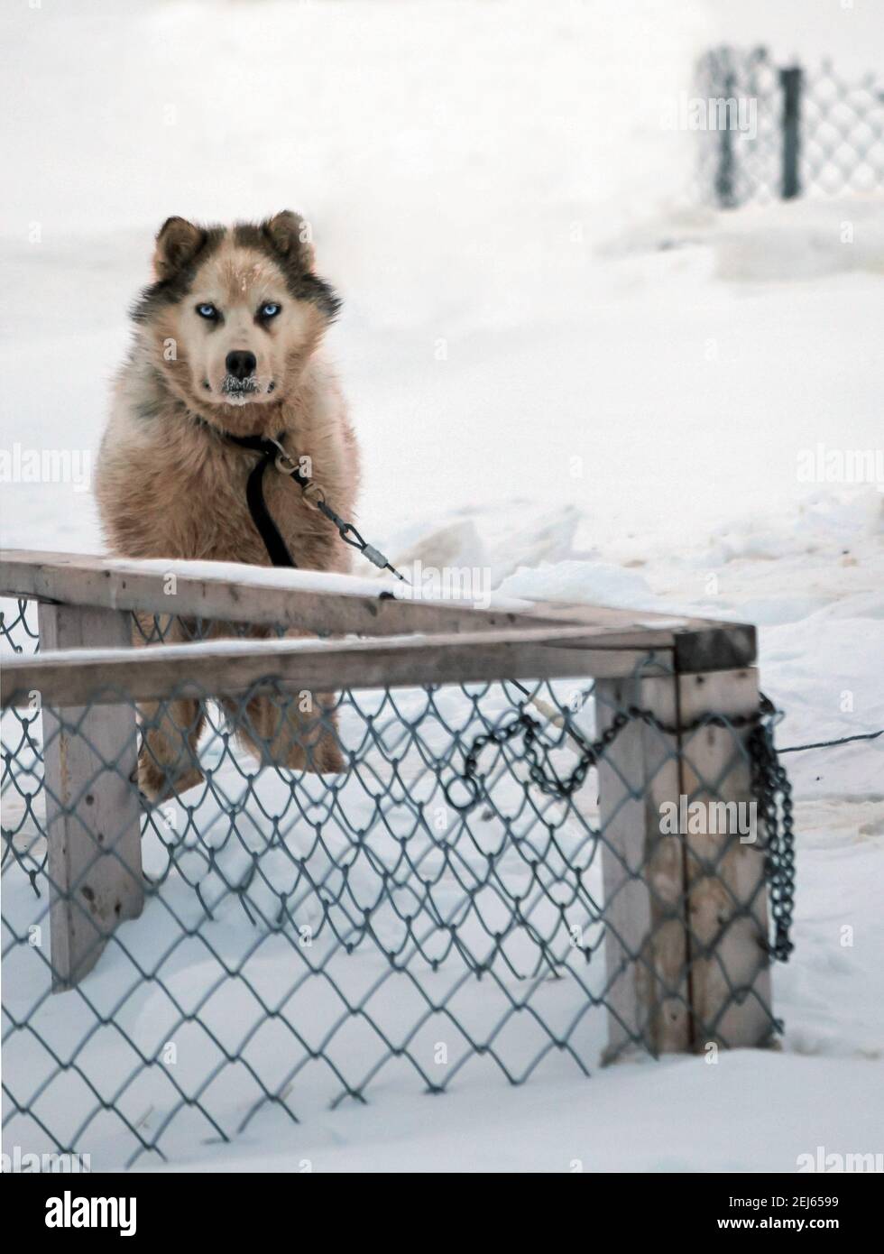 Un cane da Husky bianco con gli occhi blu, incatenato nella neve in inverno, Tuktoyaktuk, territori del Nord-Ovest, Artico occidentale del Canada. Foto Stock