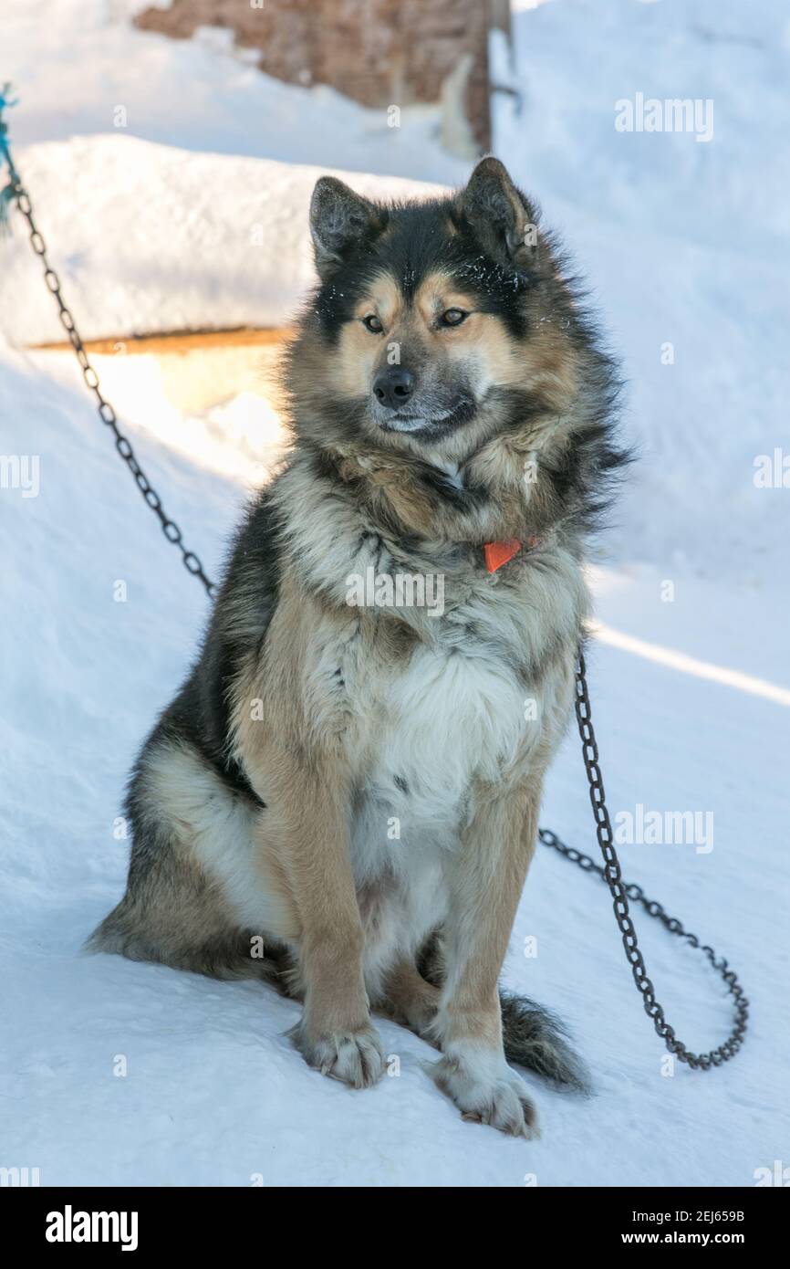 Cane da Husky artico, incatenato all'aperto in inverno, Tuktoyaktuk, territori del Nord-Ovest, Artico occidentale del Canada. Foto Stock