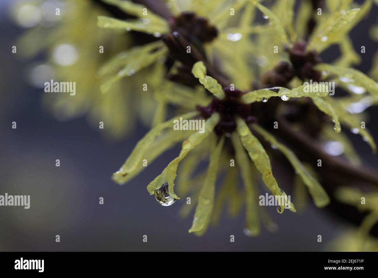 Hamamelis × intermedia 'angelly' ibrido di nocciole di strega. Foto Stock