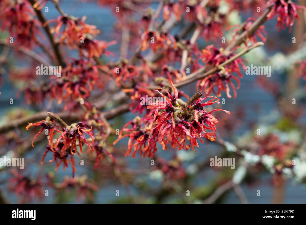 Hamamelis x intermedia 'Diane' (Hazel Strega). Foto Stock