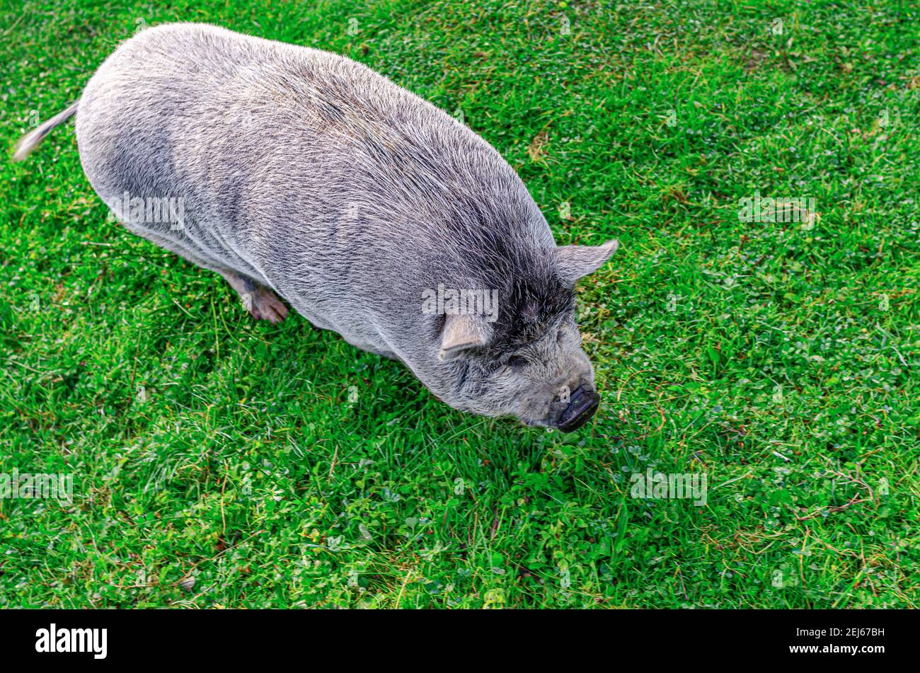 Maiale della razza asiatica. Foto Stock