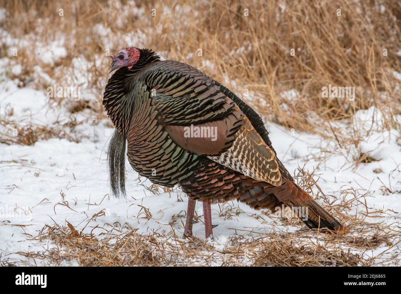 Tacchino selvaggio orientale (Meleagris gallopavo silvestris), foresta decidua orientale, Stati Uniti, di Bruce Montagne/Dembinsky Photo Assoc Foto Stock