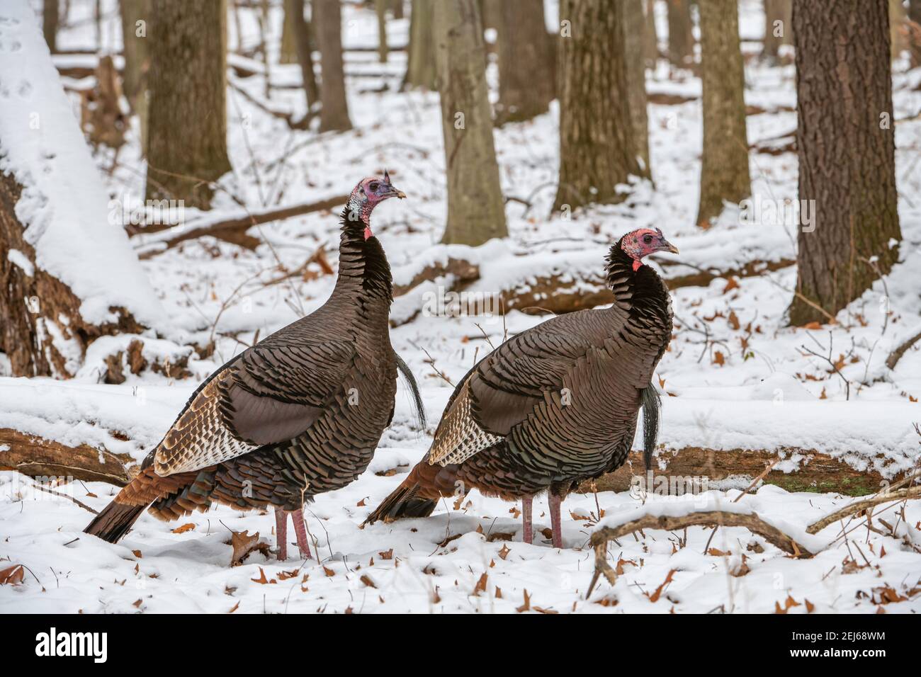 Tacchino selvaggio orientale (Meleagris gallopavo silvestris), foresta decidua orientale, Stati Uniti, di Bruce Montagne/Dembinsky Photo Assoc Foto Stock