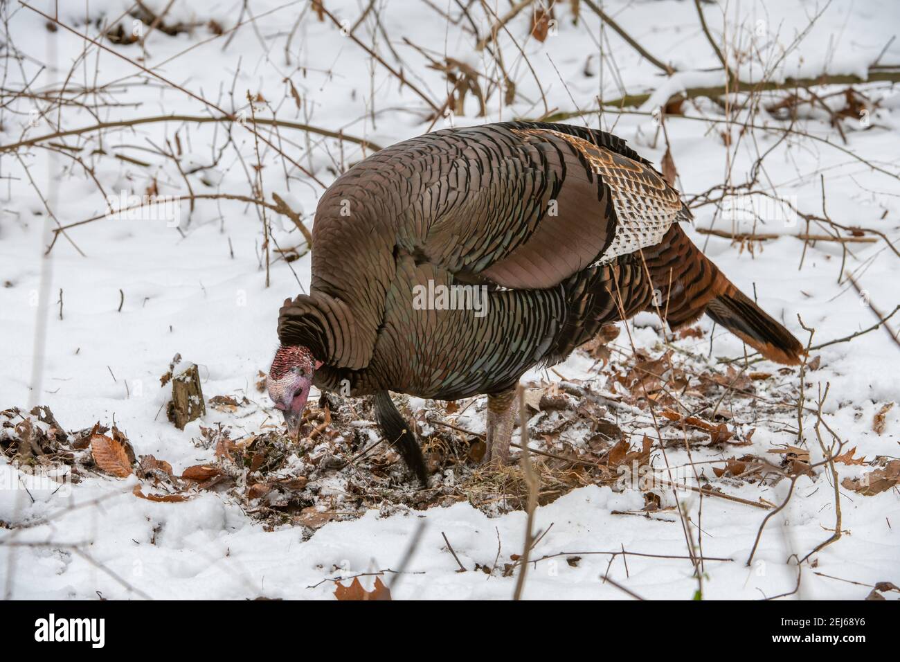 Tacchino selvaggio orientale (Meleagris gallopavo silvestris), foresta decidua orientale, Stati Uniti, di Bruce Montagne/Dembinsky Photo Assoc Foto Stock