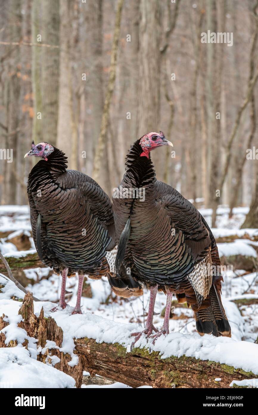 Tacchino selvaggio orientale (Meleagris gallopavo silvestris), foresta decidua orientale, Stati Uniti, di Bruce Montagne/Dembinsky Photo Assoc Foto Stock