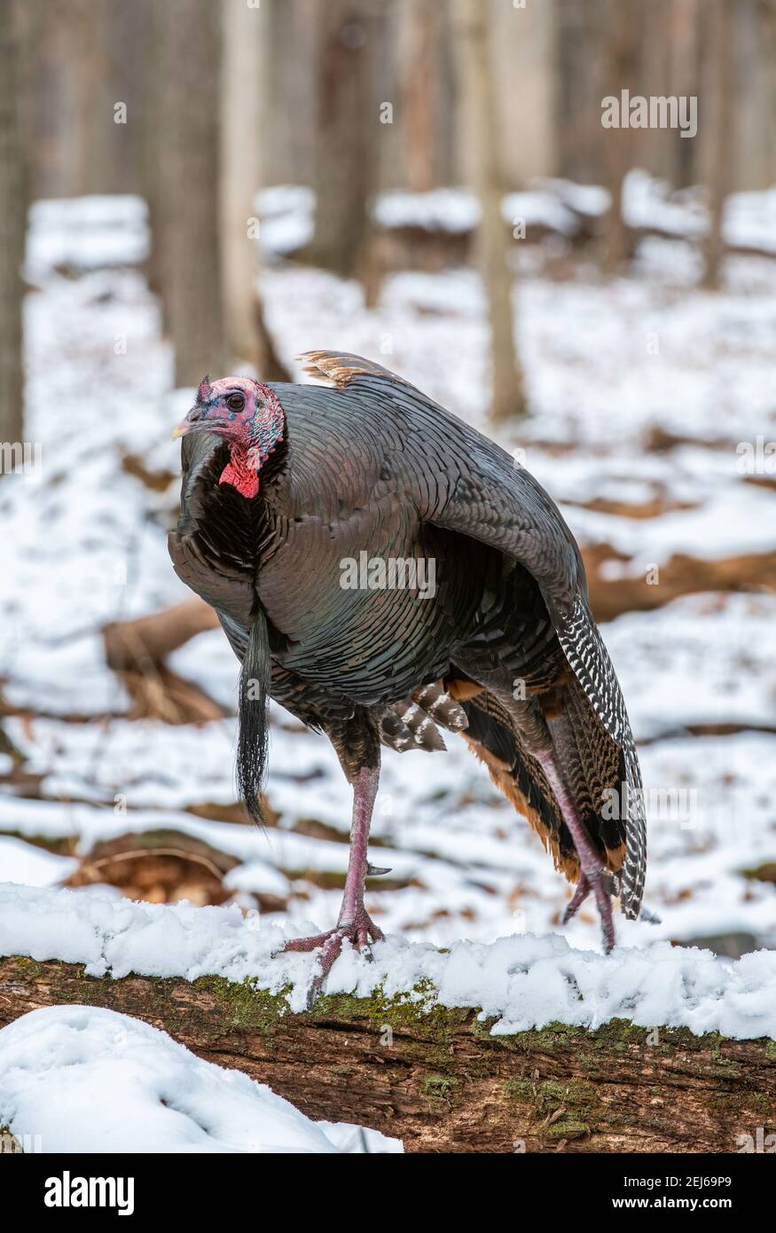 Tacchino selvaggio orientale (Meleagris gallopavo silvestris), foresta decidua orientale, Stati Uniti, di Bruce Montagne/Dembinsky Photo Assoc Foto Stock