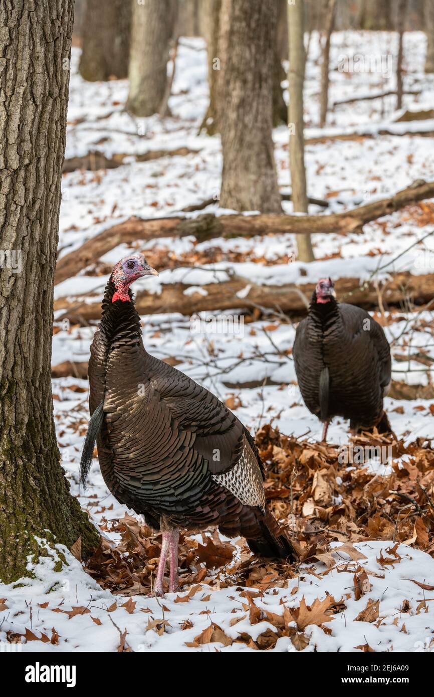 Tacchino selvaggio orientale (Meleagris gallopavo silvestris), foresta decidua orientale, Stati Uniti, di Bruce Montagne/Dembinsky Photo Assoc Foto Stock