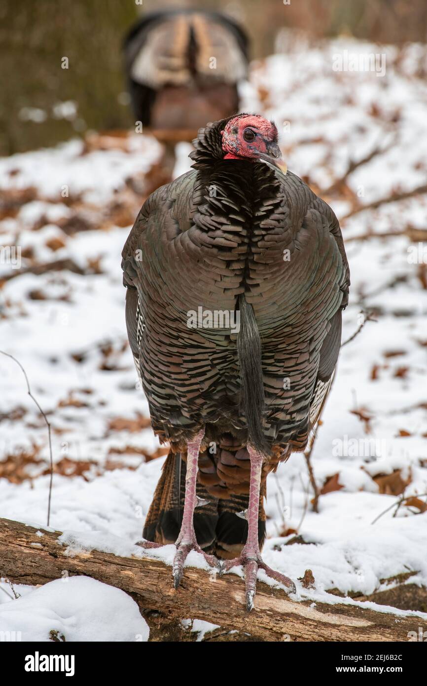 Tacchino selvaggio orientale (Meleagris gallopavo silvestris), foresta decidua orientale, Stati Uniti, di Bruce Montagne/Dembinsky Photo Assoc Foto Stock