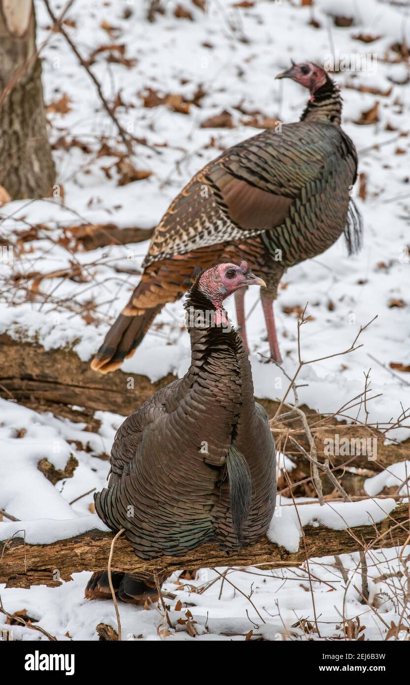 Tacchino selvaggio orientale (Meleagris gallopavo silvestris), foresta decidua orientale, Stati Uniti, di Bruce Montagne/Dembinsky Photo Assoc Foto Stock