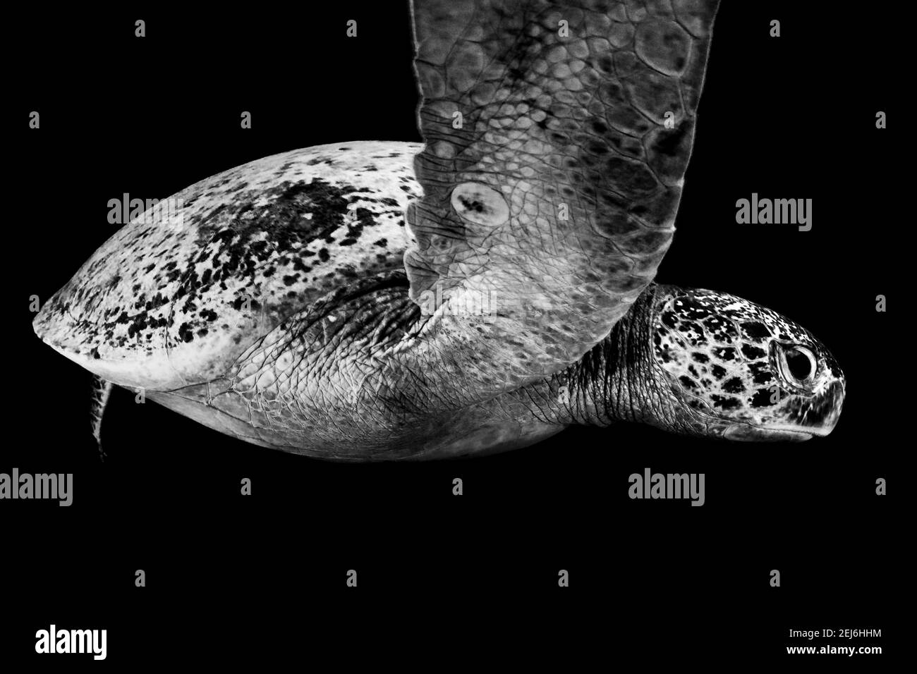 Tartaruga a Espirituu Santo, la Paz, Baja California sur, Messico Foto Stock