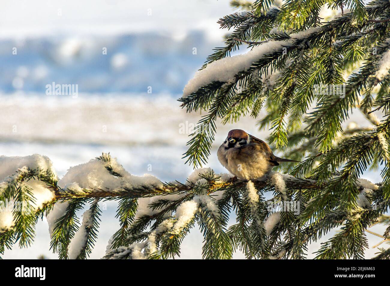 in inverno un passero crogiolarsi al sole, seduto su un ramo innevato di abete rosso Foto Stock