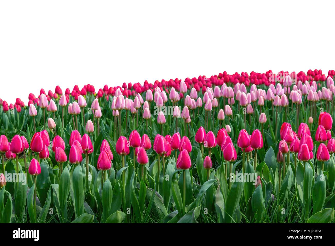 Primavera colophul tulipano bulbo fiore campo isolato su sfondo bianco Foto Stock