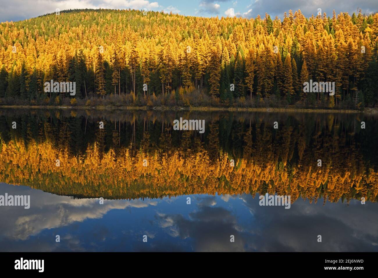 Lago di montagna e la vecchia foresta di larici occidentali in autunno. Yaak Valley, Montana nord-occidentale. (Foto di Randy Beacham) Foto Stock