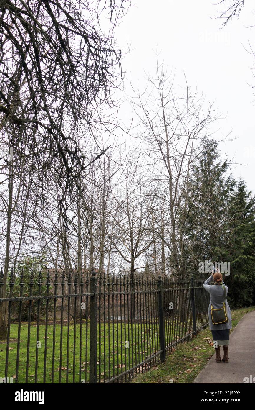 Una donna che fotografa un uccello in un albero. Foto Stock