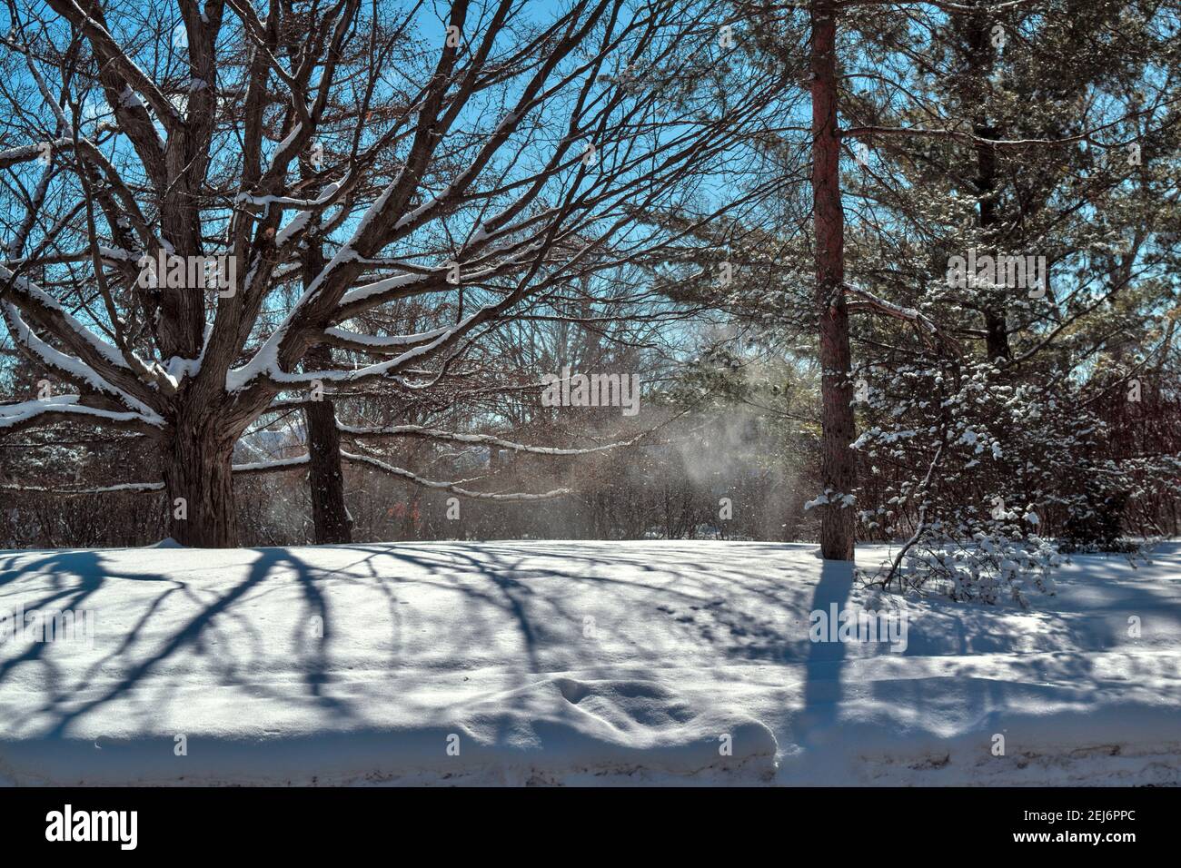 Un forte vento soffia neve fresca giù dai rami di alberi su un sentiero vicino al canale di Rideau, Ottawa, Ontario, Canada. Foto Stock