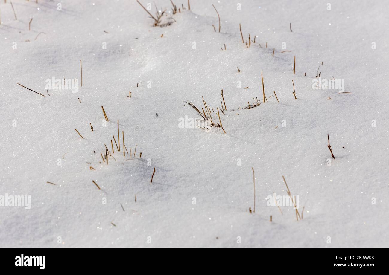 Un primo piano di neve incontaminata con canneti ingialliti e steli d'erba si stacca qui e là sopra la neve. Foto Stock