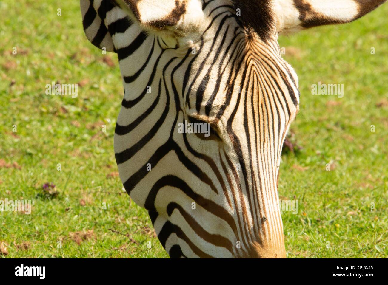 Zebra montana di Hartmann (Equus zebra hartmannae) Un singolo adulto Hartmann's montagna zebra testa da vicino Foto Stock