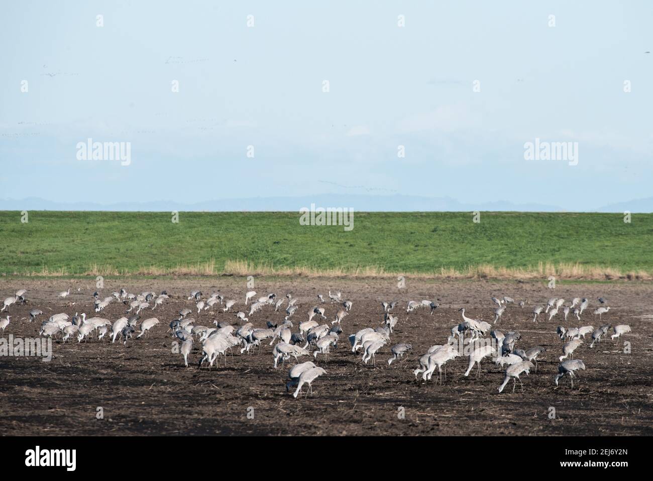 Un grande gregge di gru migratorie (Antigone canadensis) che pascolano in un campo vuoto nella riserva del fiume Cosumnes nella California settentrionale. Foto Stock