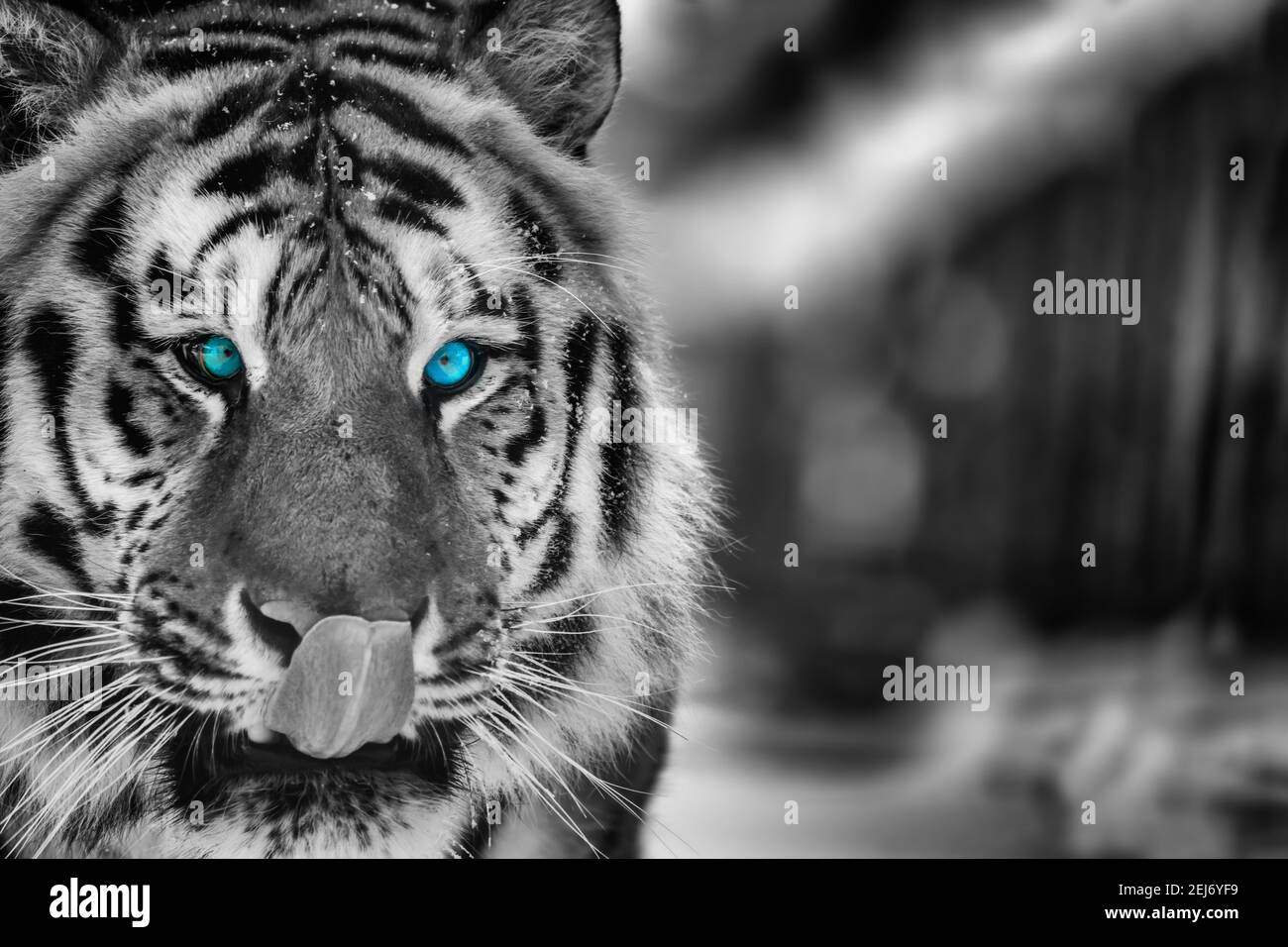 Bella wild tigre siberiana ritratto sulla neve con occhio azzurro Foto Stock