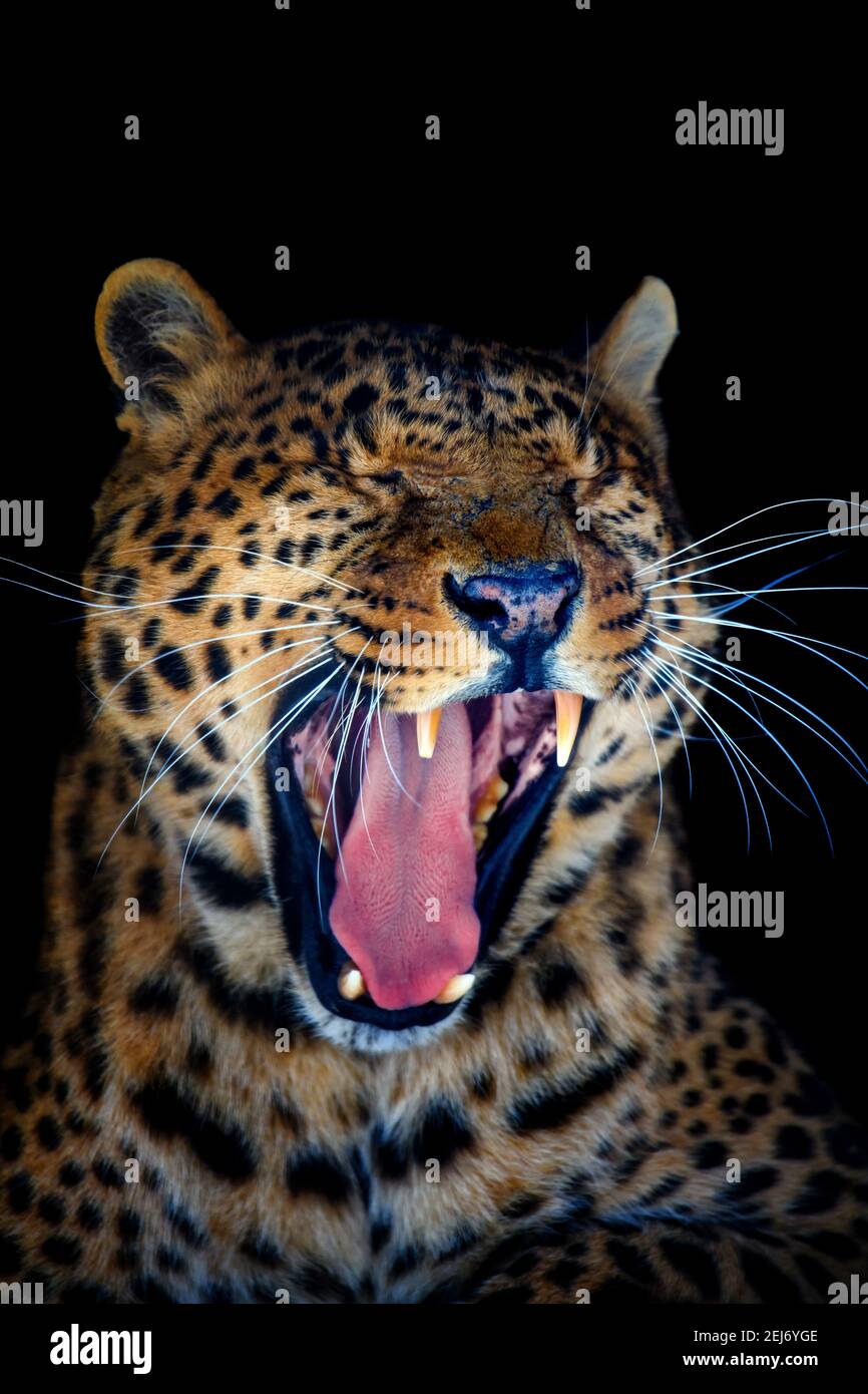 Primo piano bellissimo arrabbiato grande leopardo isolato su sfondo nero Foto Stock