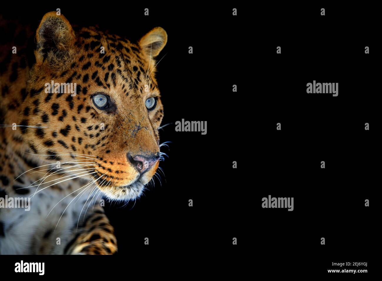 Primo piano bellissimo arrabbiato grande leopardo isolato su sfondo nero Foto Stock