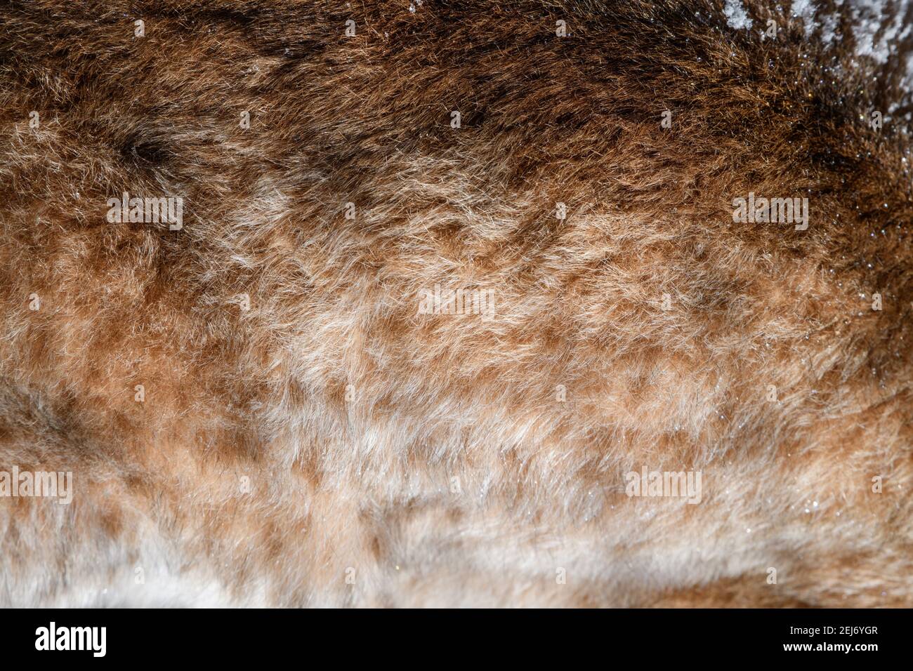 Disegno del modello Lynx. Vera pelle di pelliccia. Sfondo tessera motivo stampa animale Foto Stock