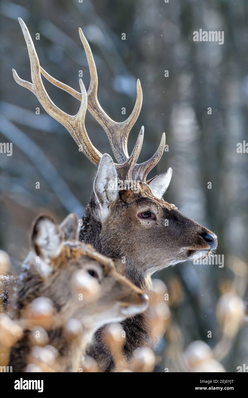 Capriolo maschile nella foresta invernale. Animale in habitat naturale. Scena della fauna selvatica Foto Stock