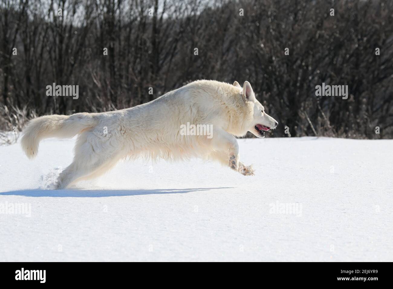 White Swiss Shepherd cane che corre sulla neve in inverno Foto Stock