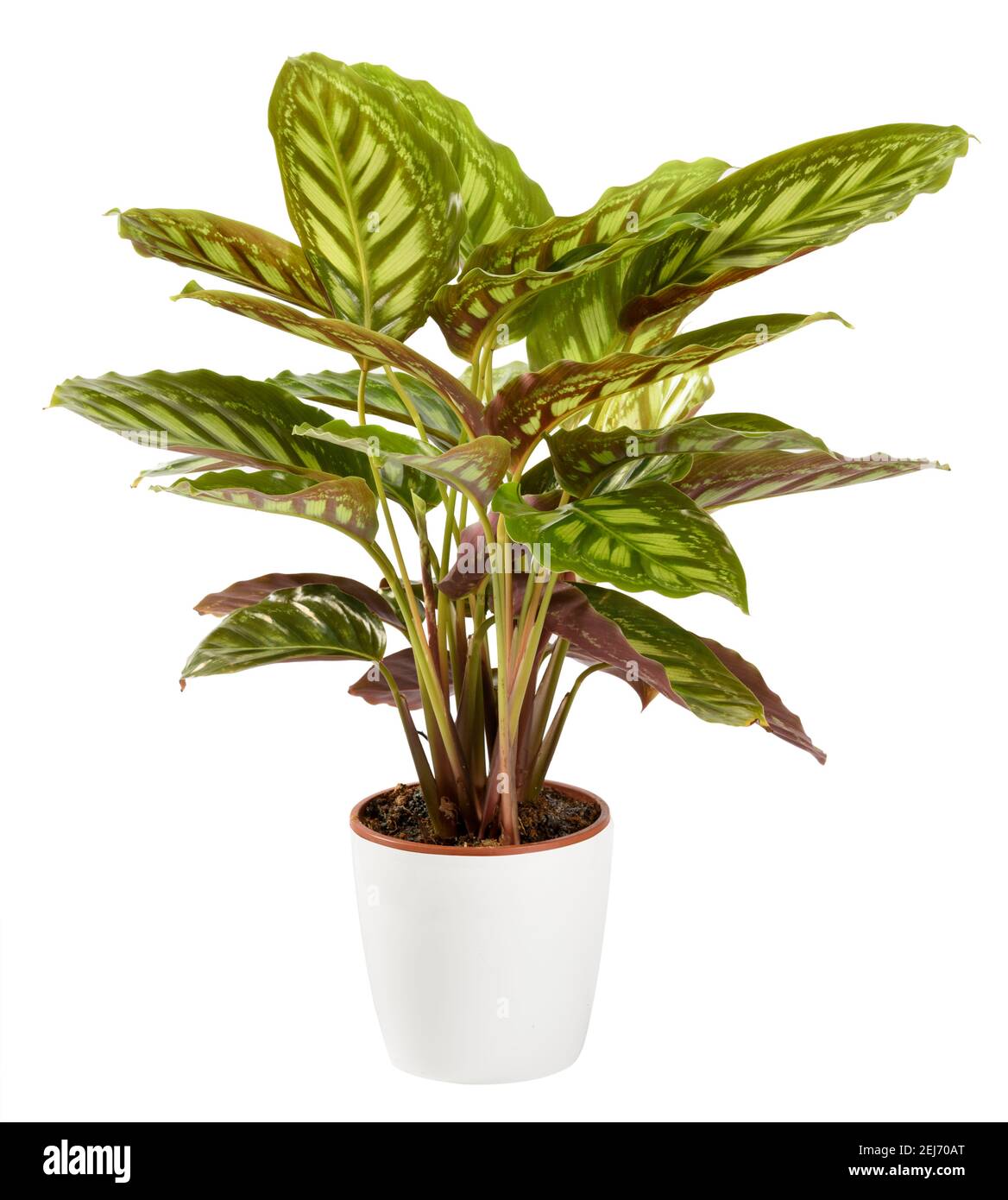 Pianta ornamentale variegata tricolore Calatea maranta in vaso bianco isolato su bianco in una vista laterale ravvicinata con copyspace Foto Stock