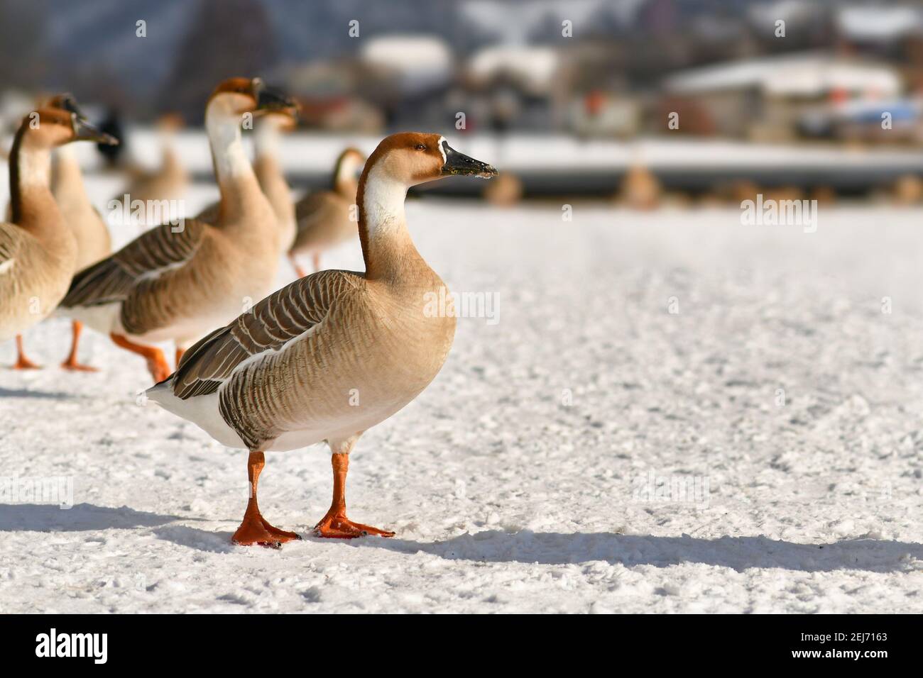 Swan goods neve lungo il fiume Neckar a Heidelberg. In origine uccelli migratori che rimanevano nel freddo tempo europeo Foto Stock