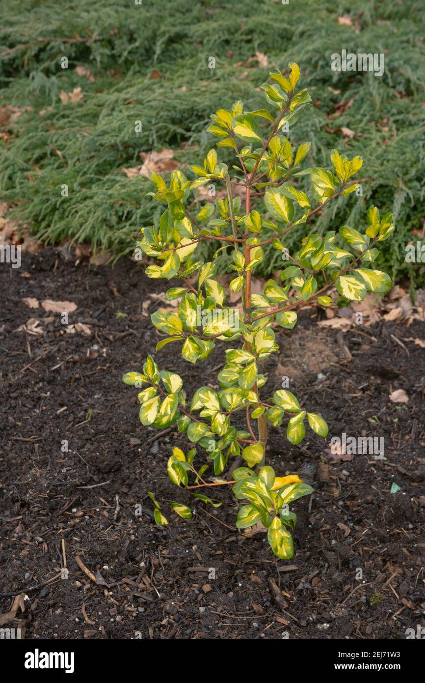 Lussureggiante verde Inverno Foliage di un giovane Evergreen Hybrid Highclere Agrifoglio (Ilex x altaclrensis) Crescere in un confine erbaceo in un giardino in Rurale Devon Foto Stock
