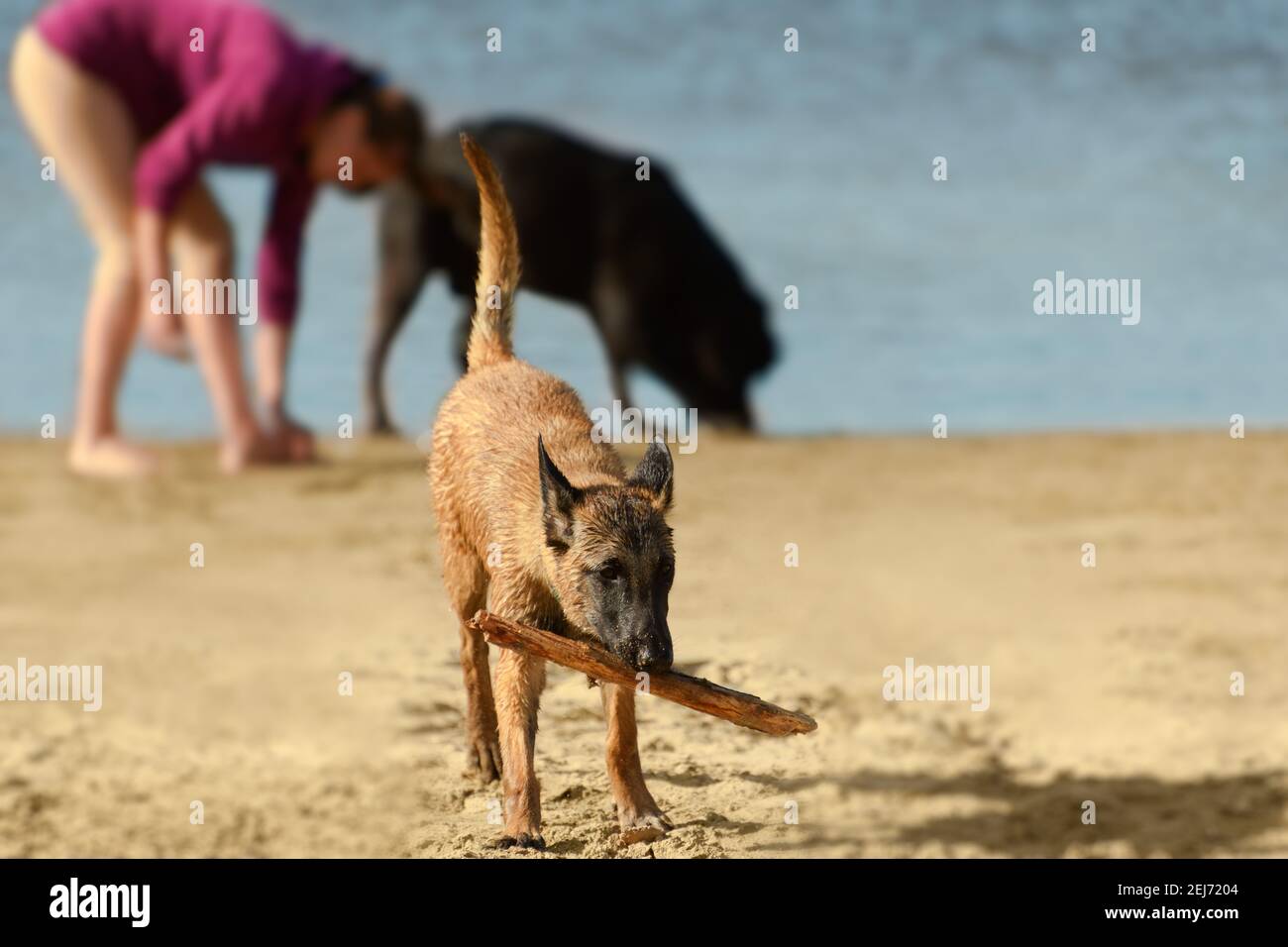 Il cane sta tenendo un bastone di legno in bocca sulla spiaggia di sabbia. Ritratto di Pastore Belga su sfondo sfocato. Foto Stock
