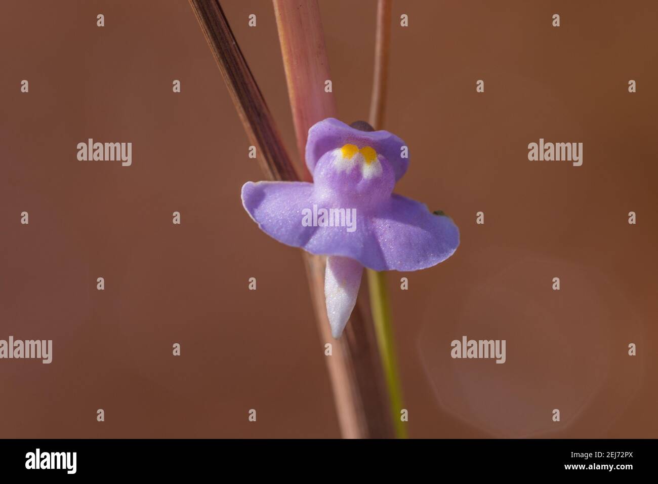 Fiore unico del Bladderwort Utricolaria tricolore preso in habitat naturale vicino a Diamantina in Minas Gerais, Brasile Foto Stock