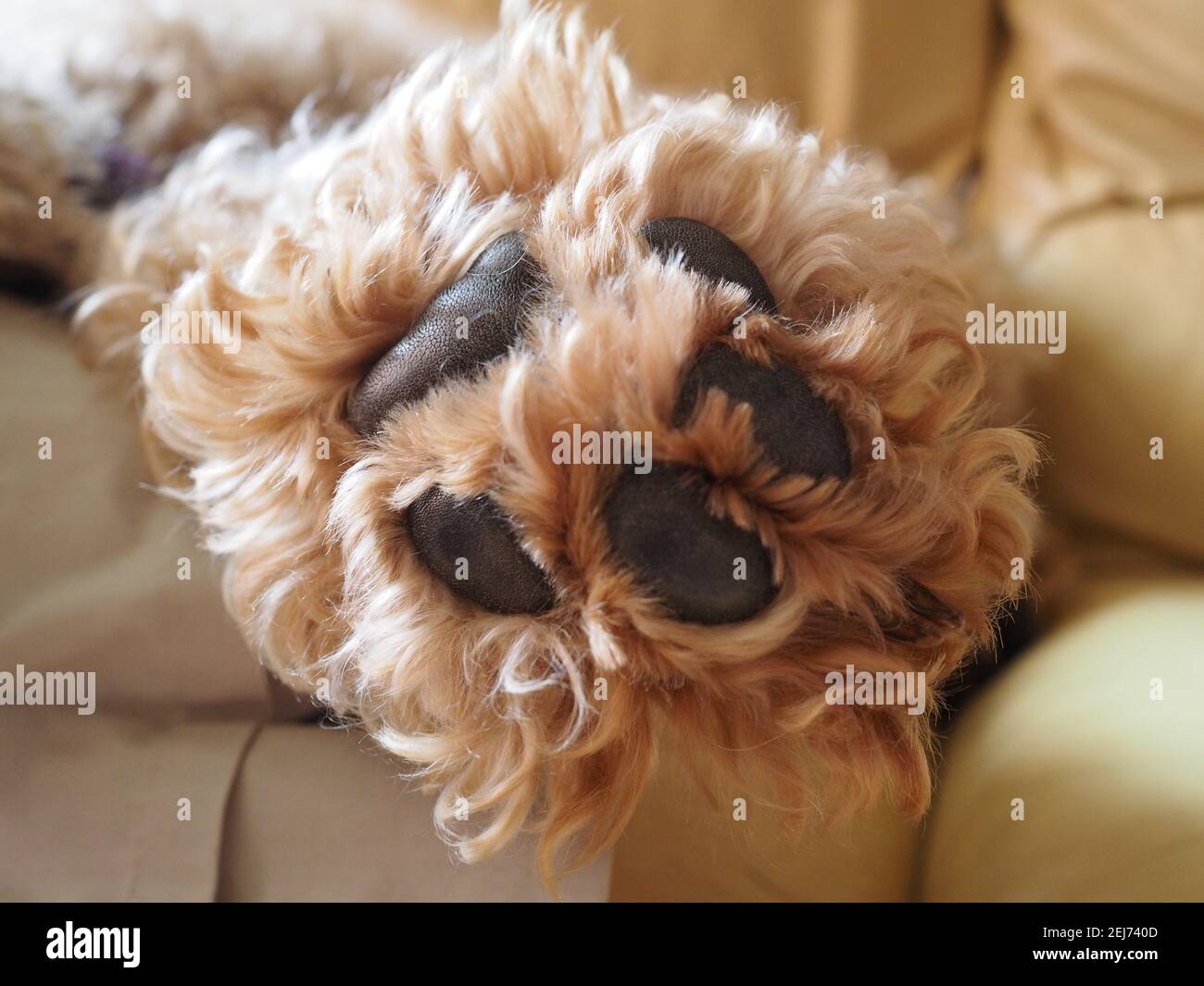 Ci sono poche cose molto adorabili come una zampa di un cucciolo addormentato! Foto Stock