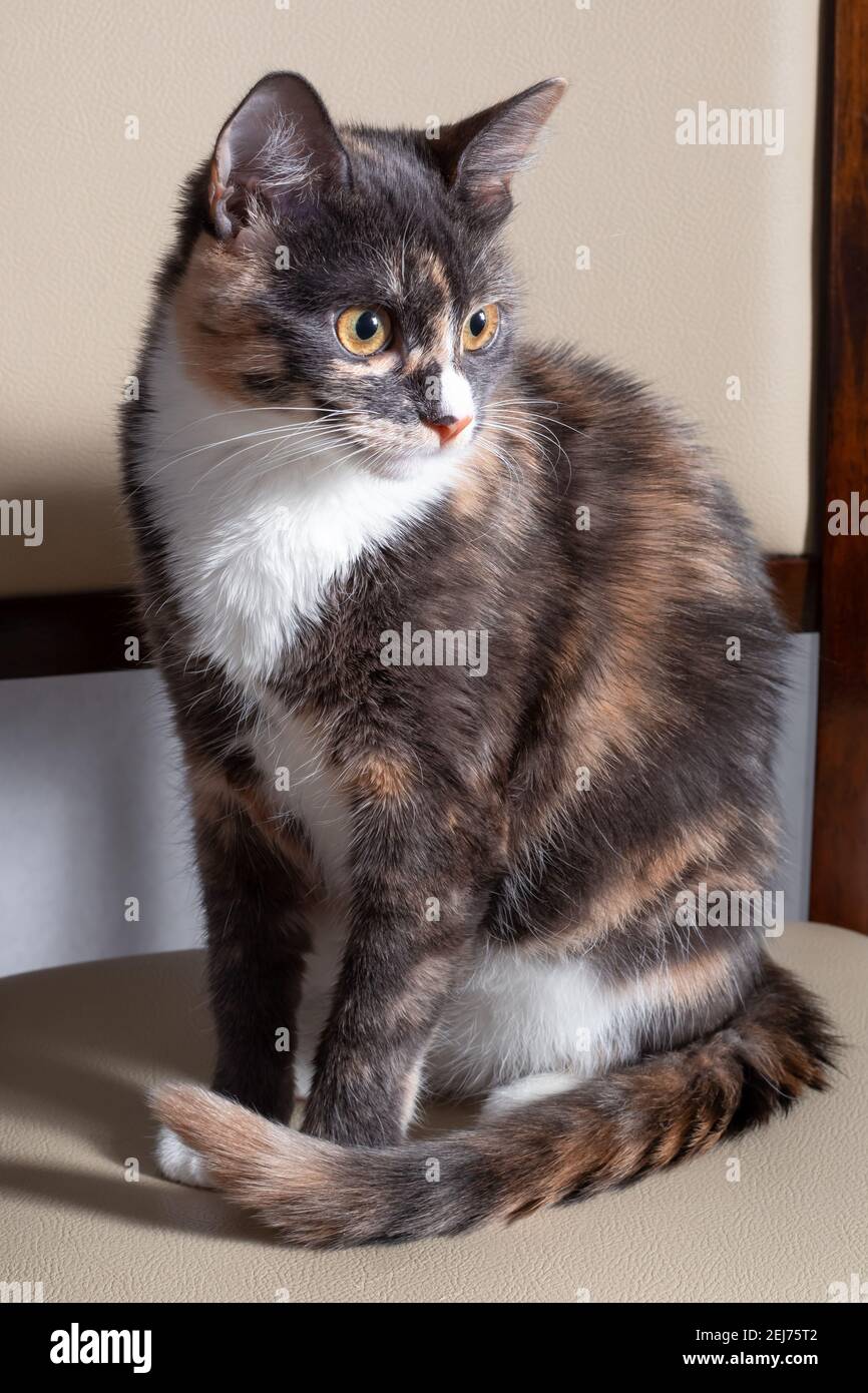 Animale domestico grigio macchiato immagini e fotografie stock ad alta  risoluzione - Alamy