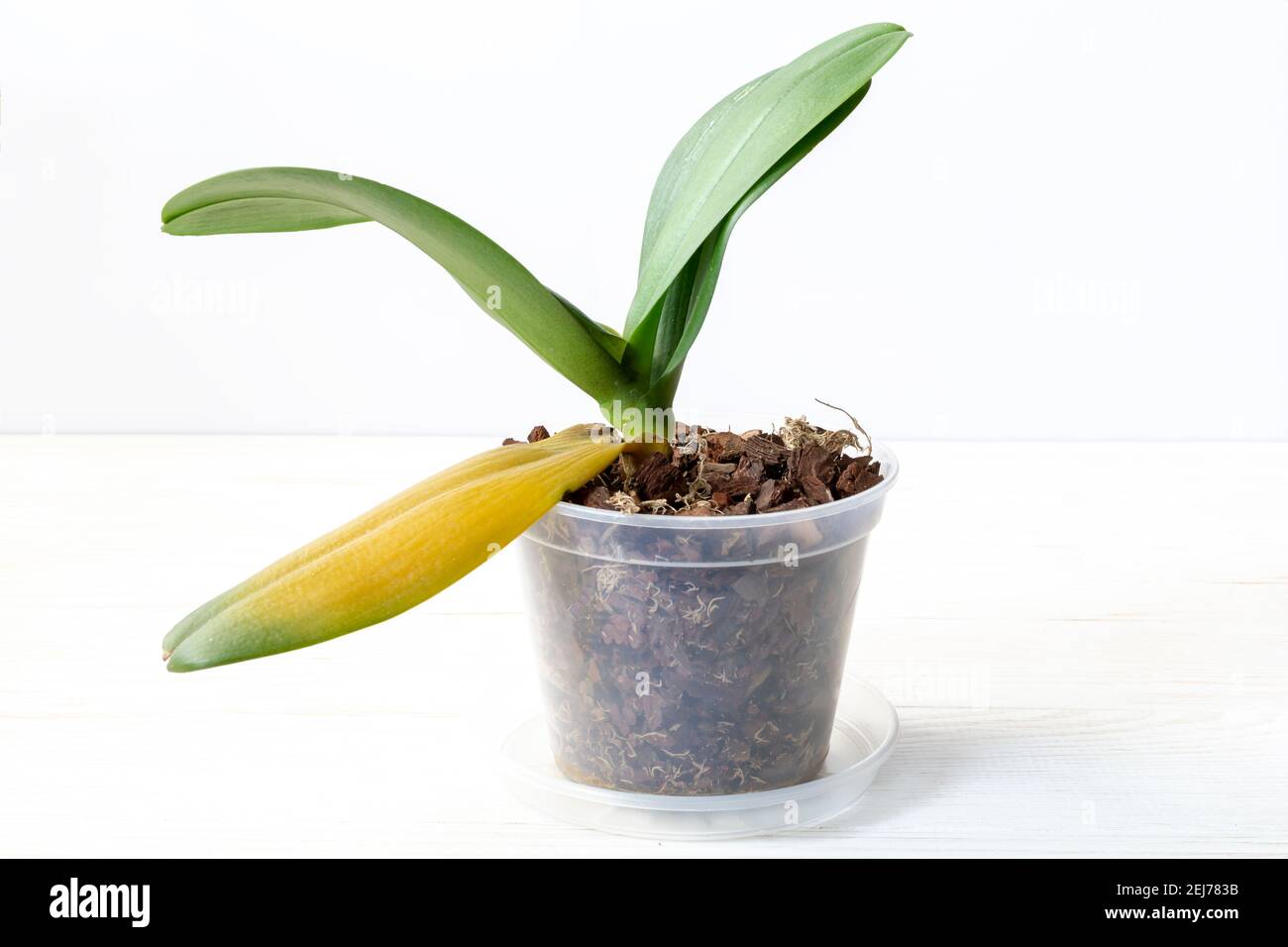 Orchidea pianta con malato morente foglie gialle Foto stock - Alamy