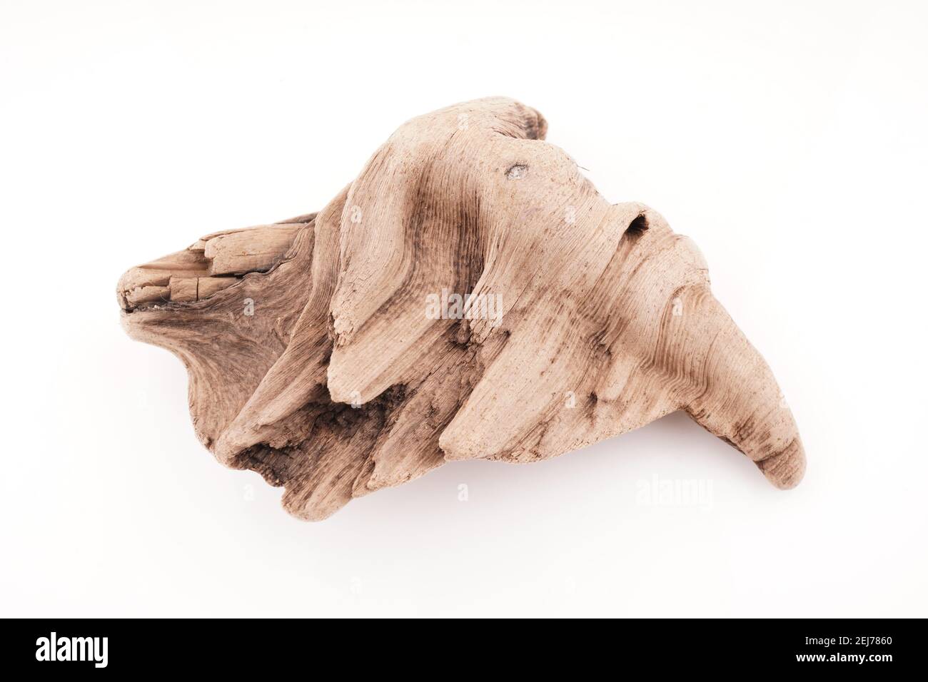 bellissimo legno driftwood su sfondo bianco Foto Stock