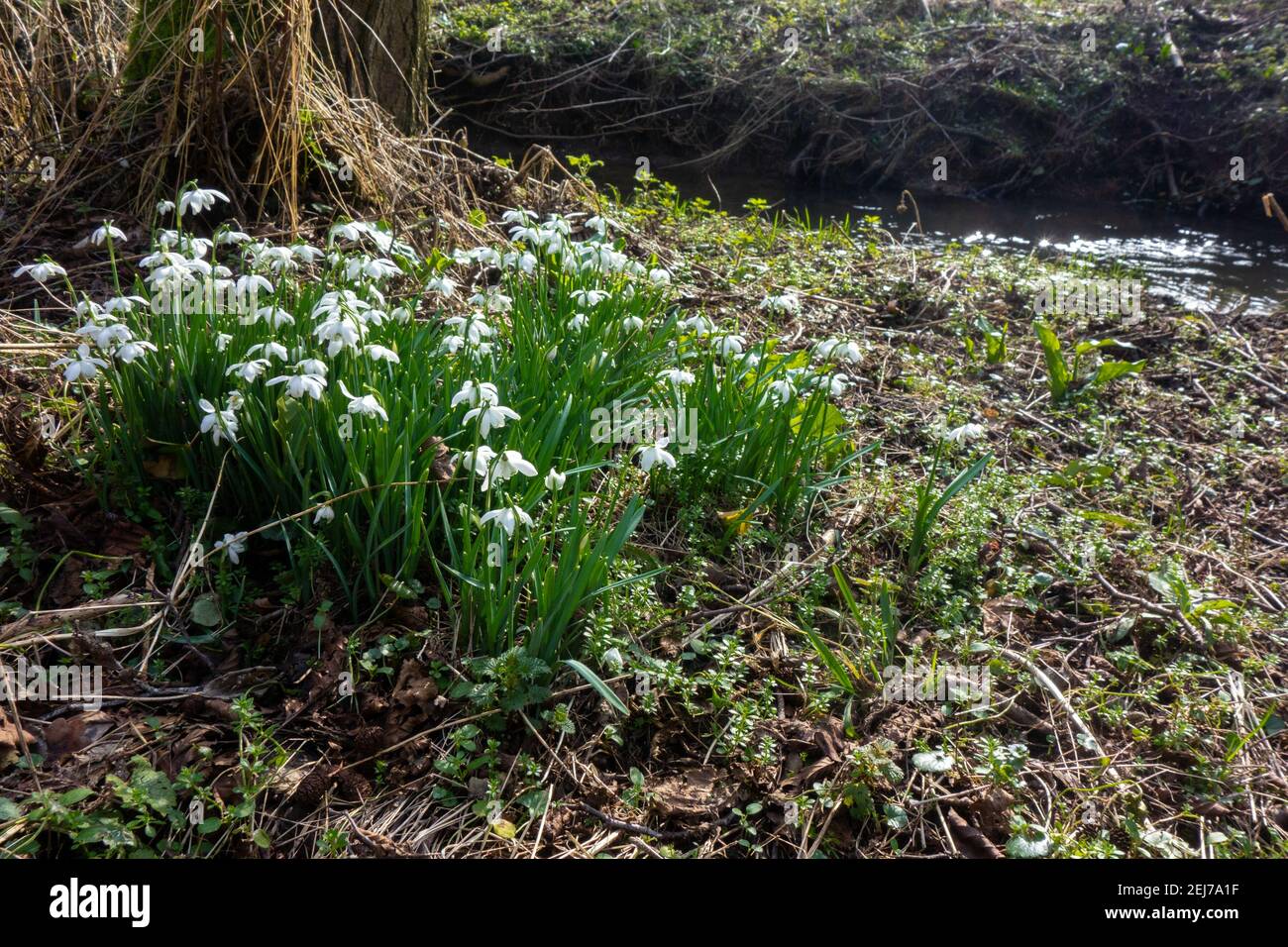 Wild Snowdrop, Galanthus nivalis, Flordon Common Foto Stock