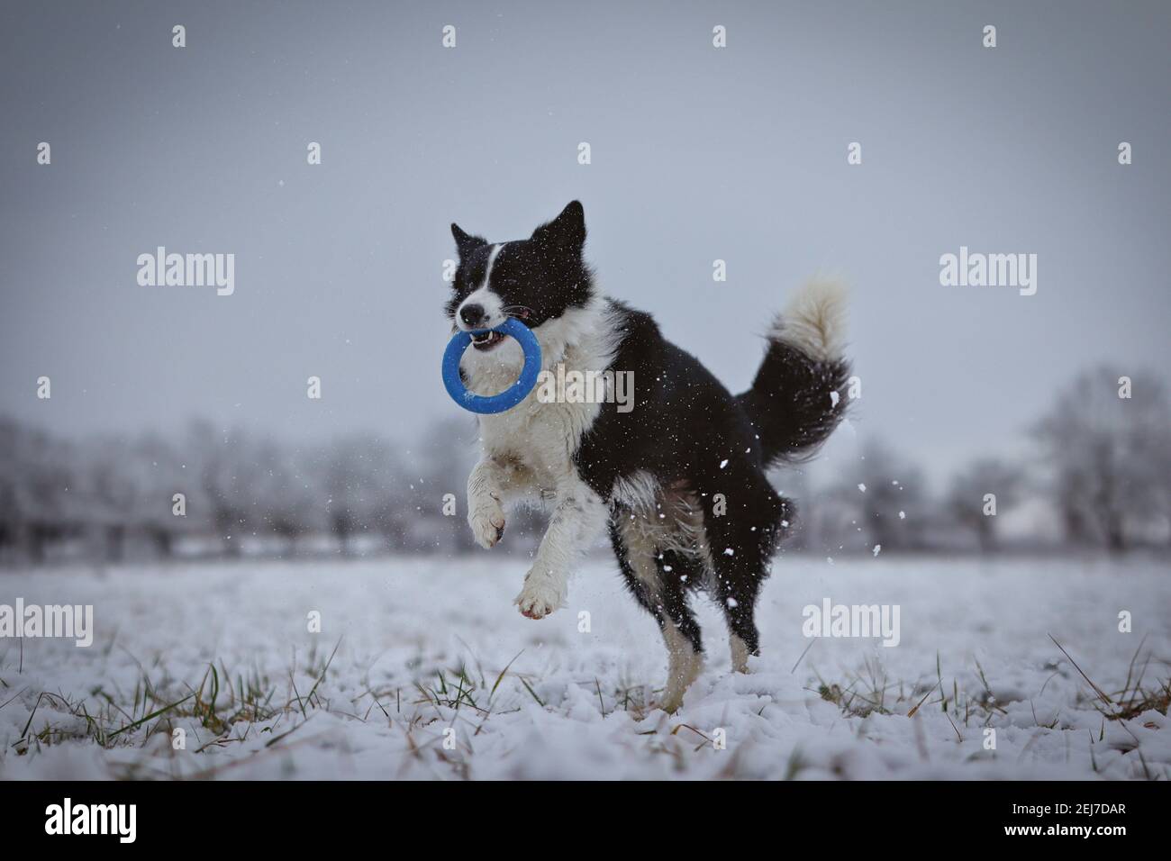 Salto di confine Collie con il suo puller sul campo invernale. Gioioso cane bianco e nero che è attivo durante l'inverno. Foto Stock