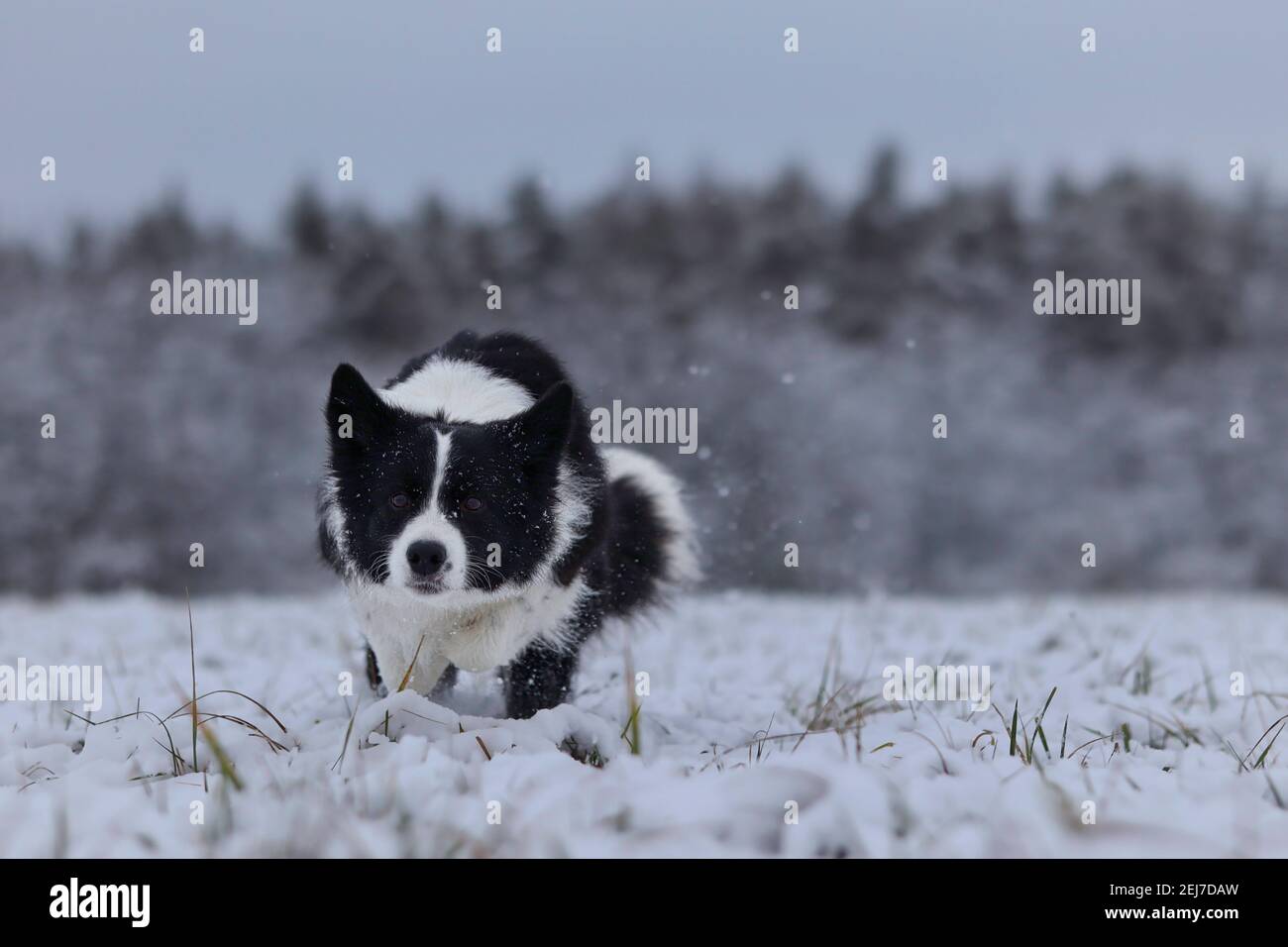 Running Border Collie durante il giorno invernale nuvoloso. Il cane bianco e nero veloce è attivo sul campo coperto di neve. Foto Stock
